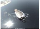 MERCEDES-BENZ S-CLASS S 550 2013